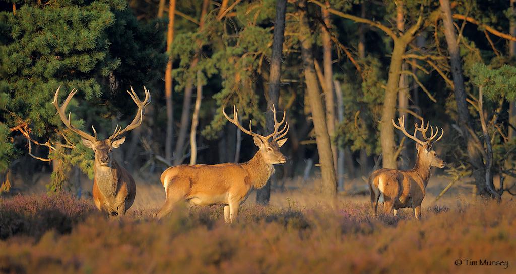 Red Deer Stags.jpg